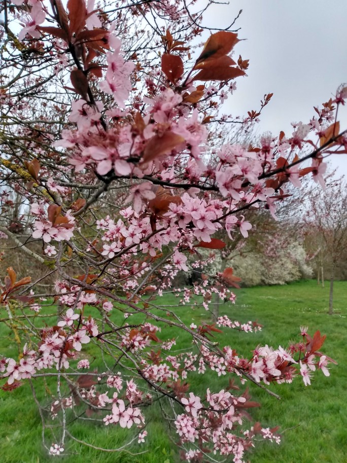 img_20200317_103027386_hdr